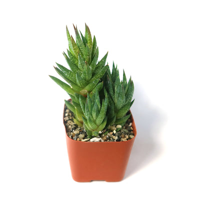 Haworthia glauca var herrei