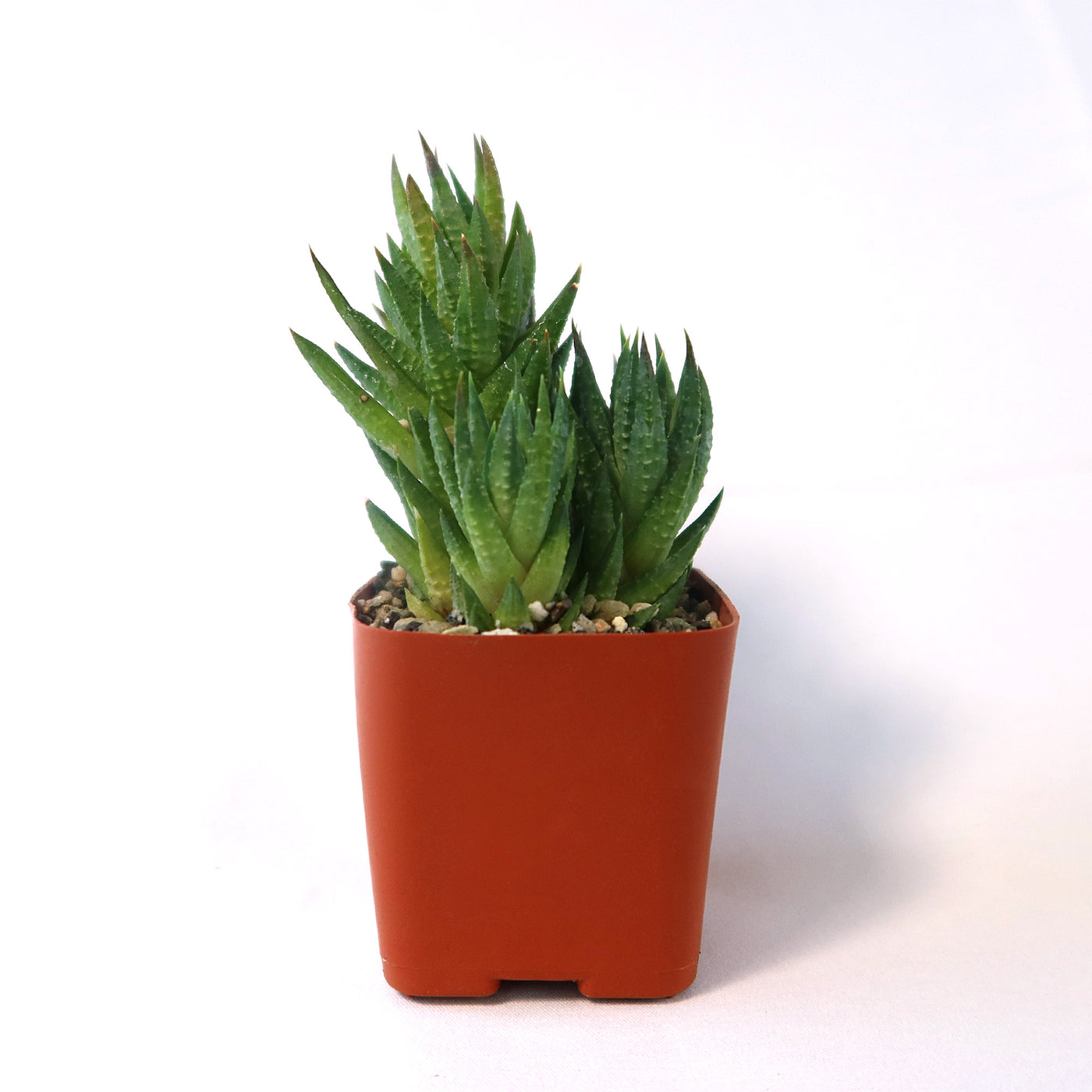 small pointy succulent Haworthia glauca var herrei