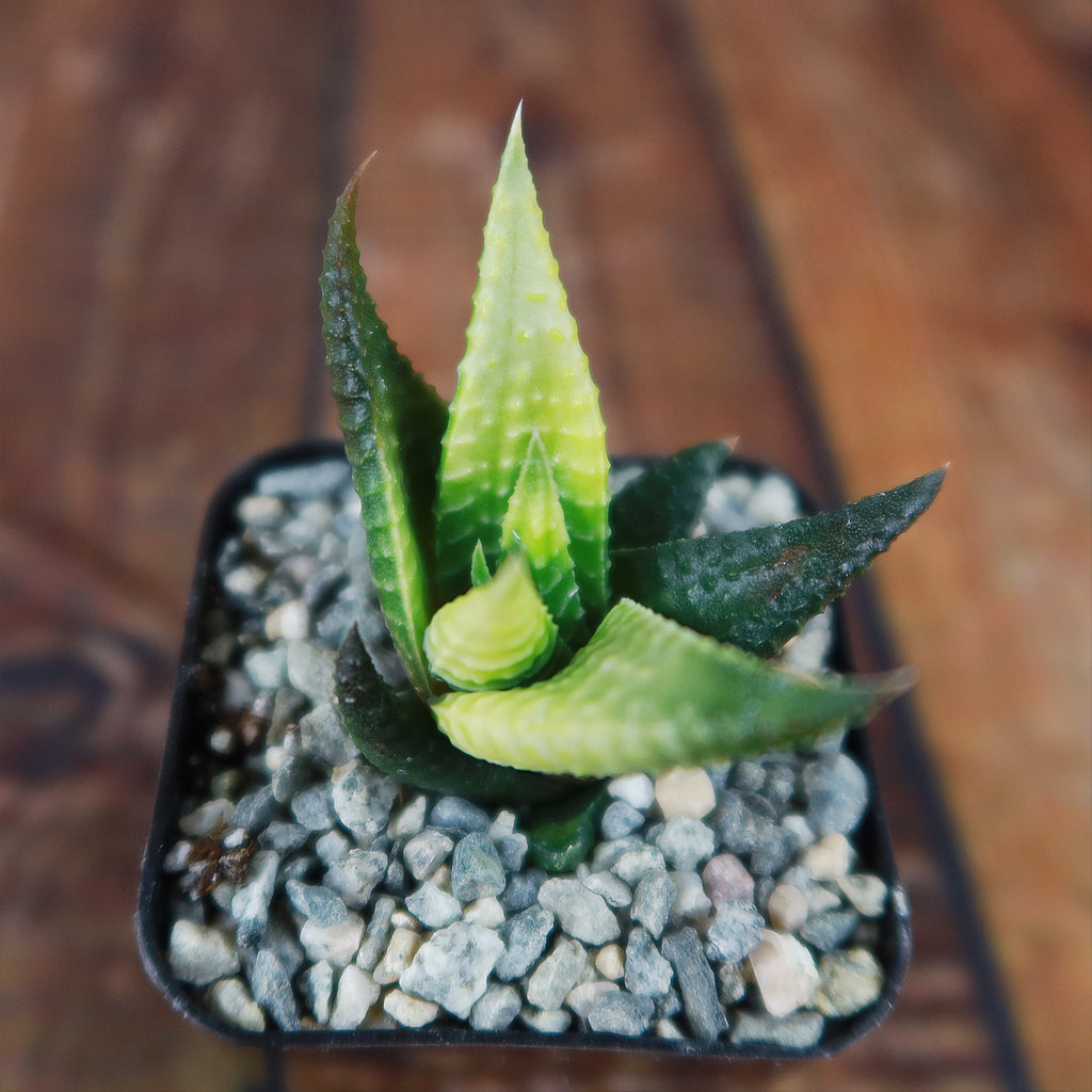 Haworthia limifolia variegata