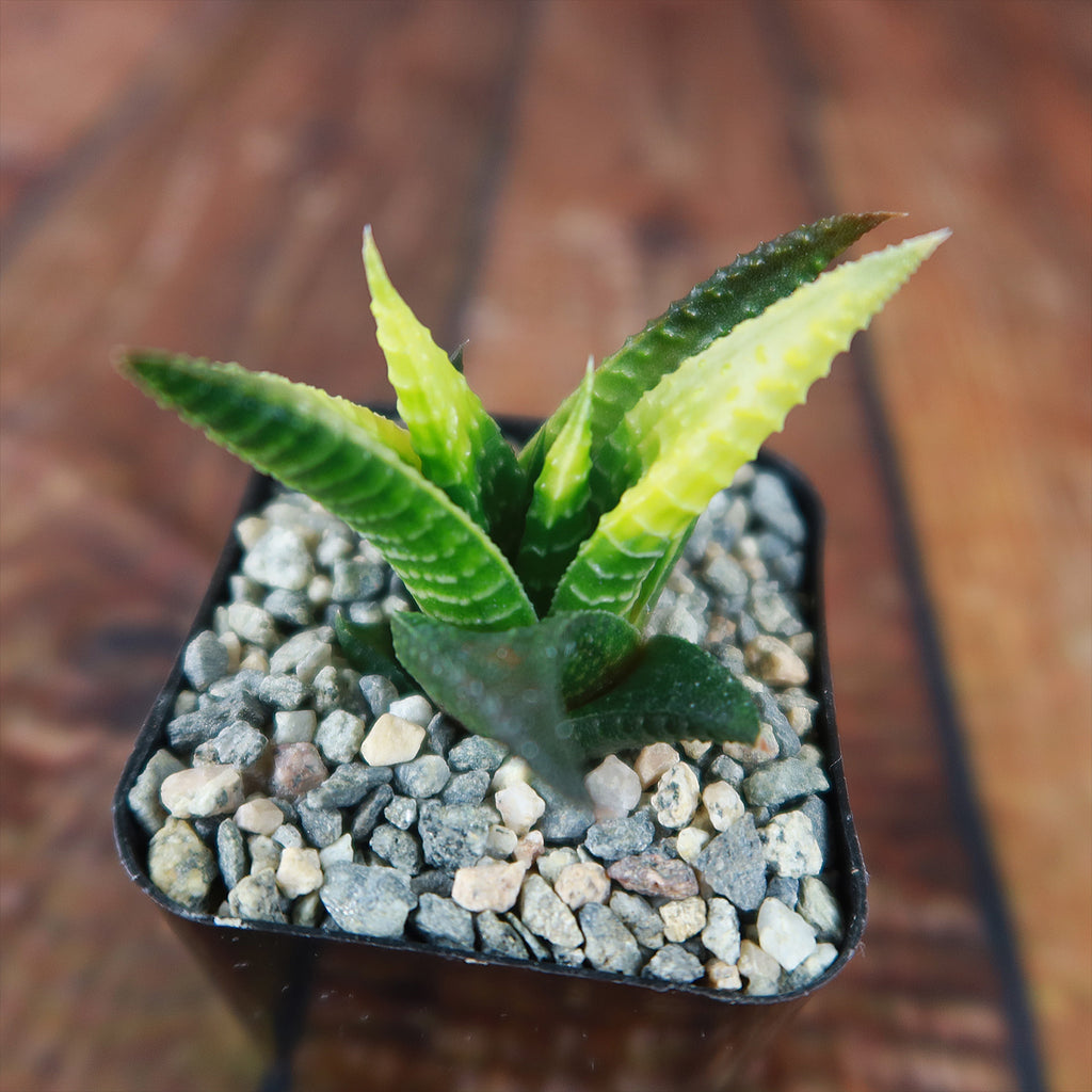 Haworthia limifolia variegata
