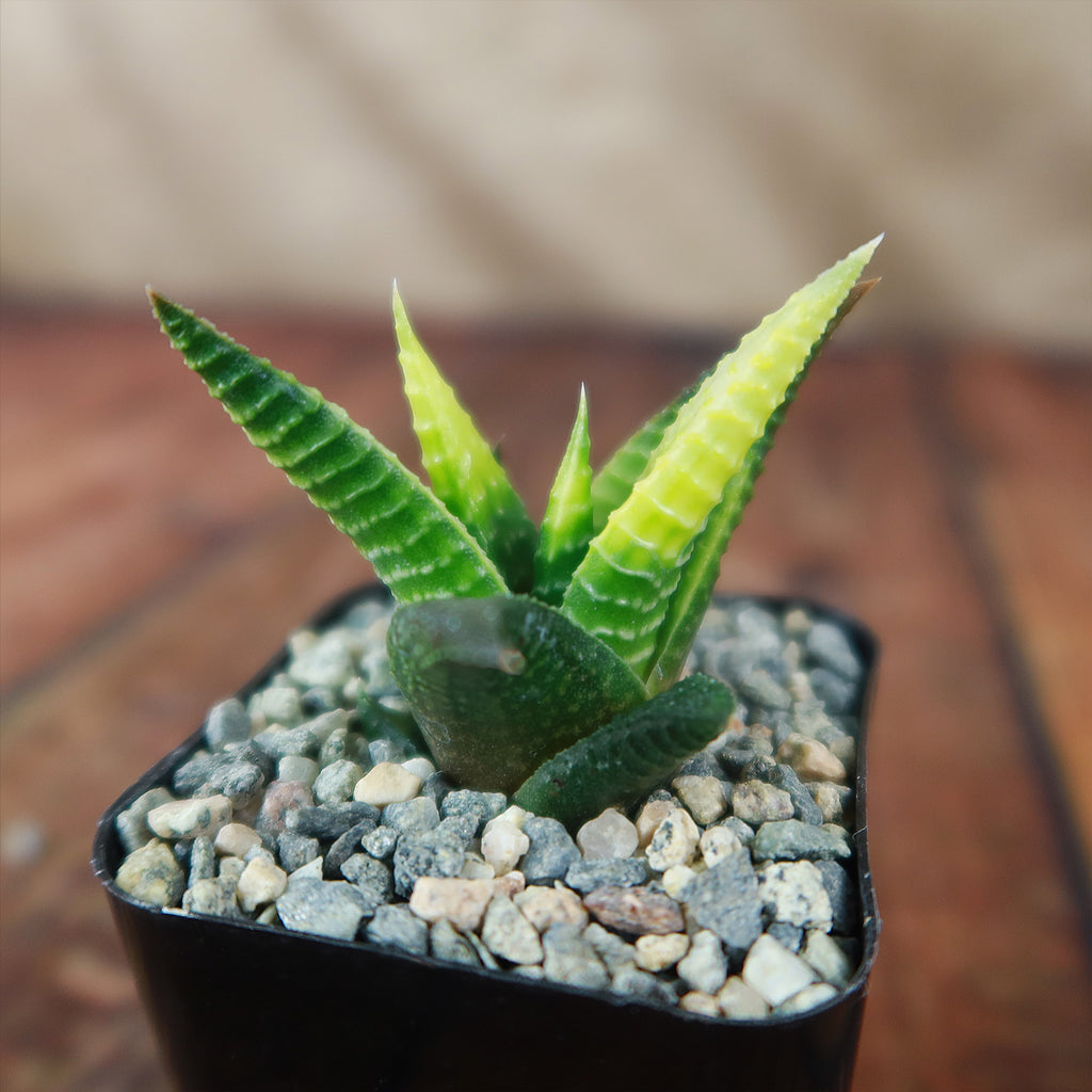 Haworthia limifolia variegata