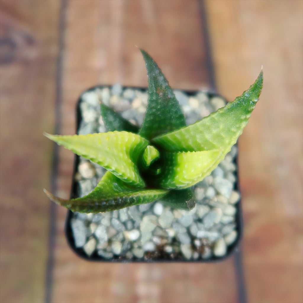 Haworthia limifolia variegata
