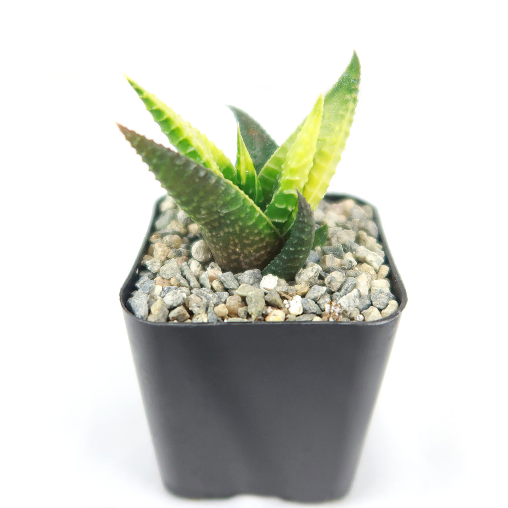 Haworthia limifolia variegata