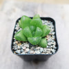 Haworthia obtusa