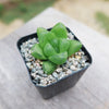 Haworthia obtusa