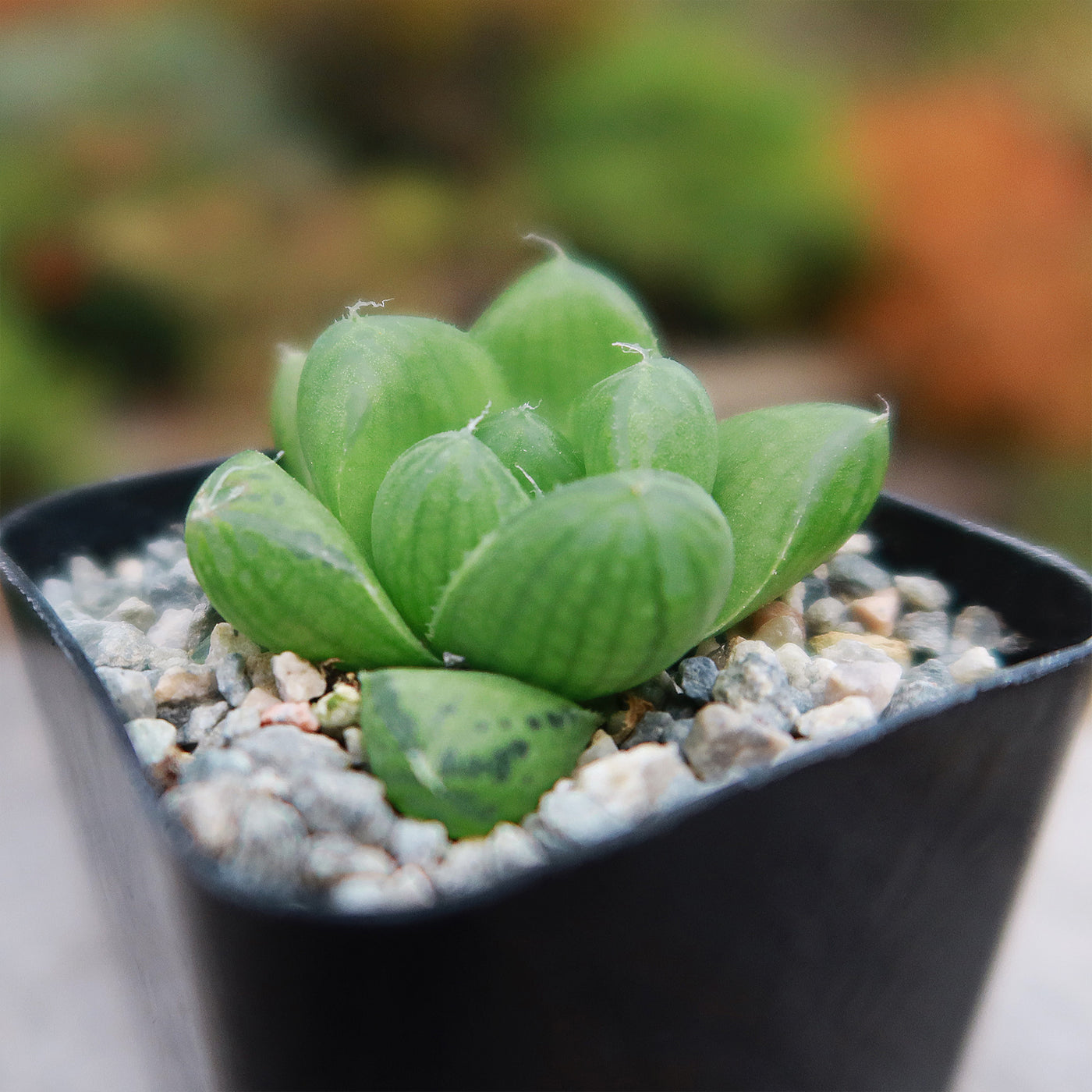 obtusa succulent Must-Have Haworthia Obtusa | Cushion Aloe Succulent