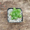 Haworthia obtusa