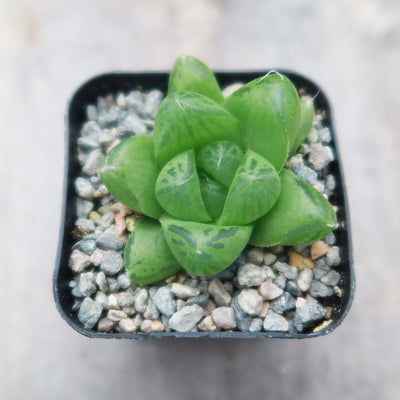 Haworthia obtusa