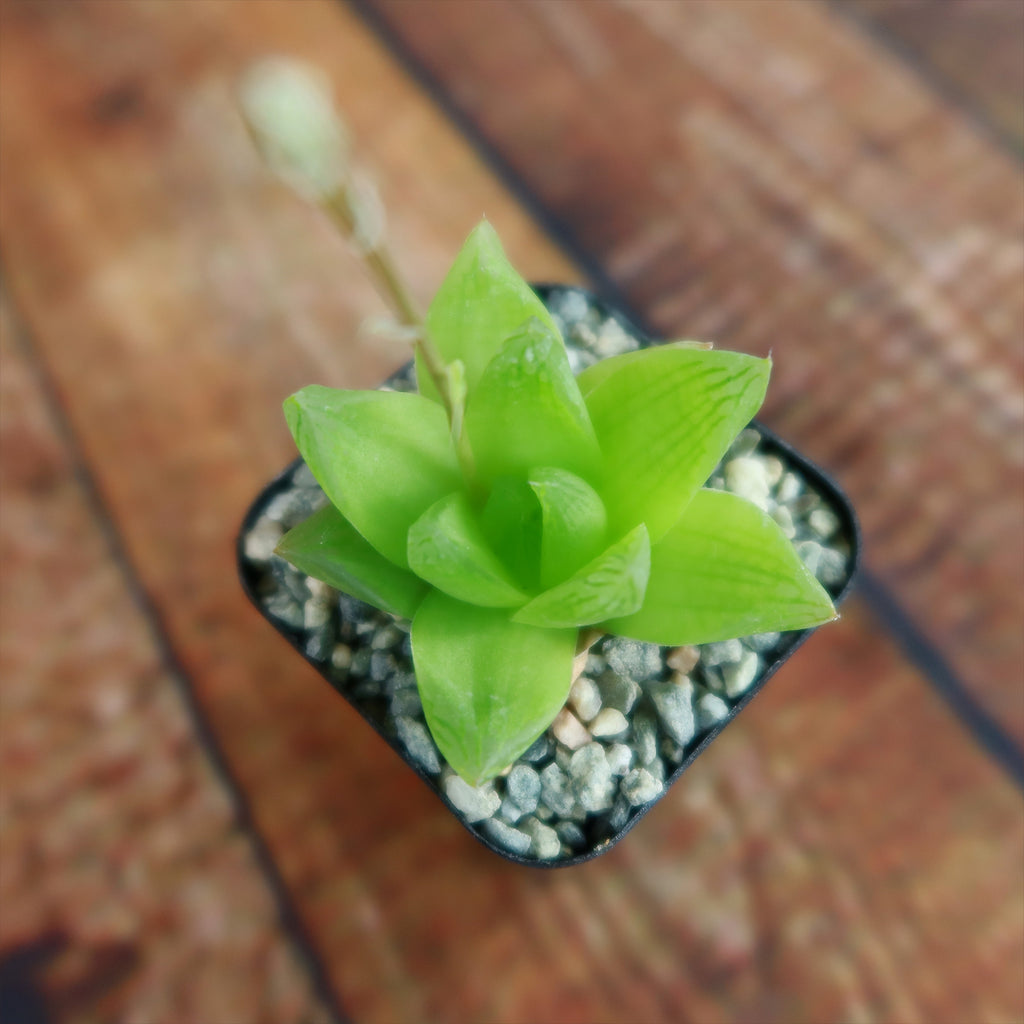 Haworthia planifolia