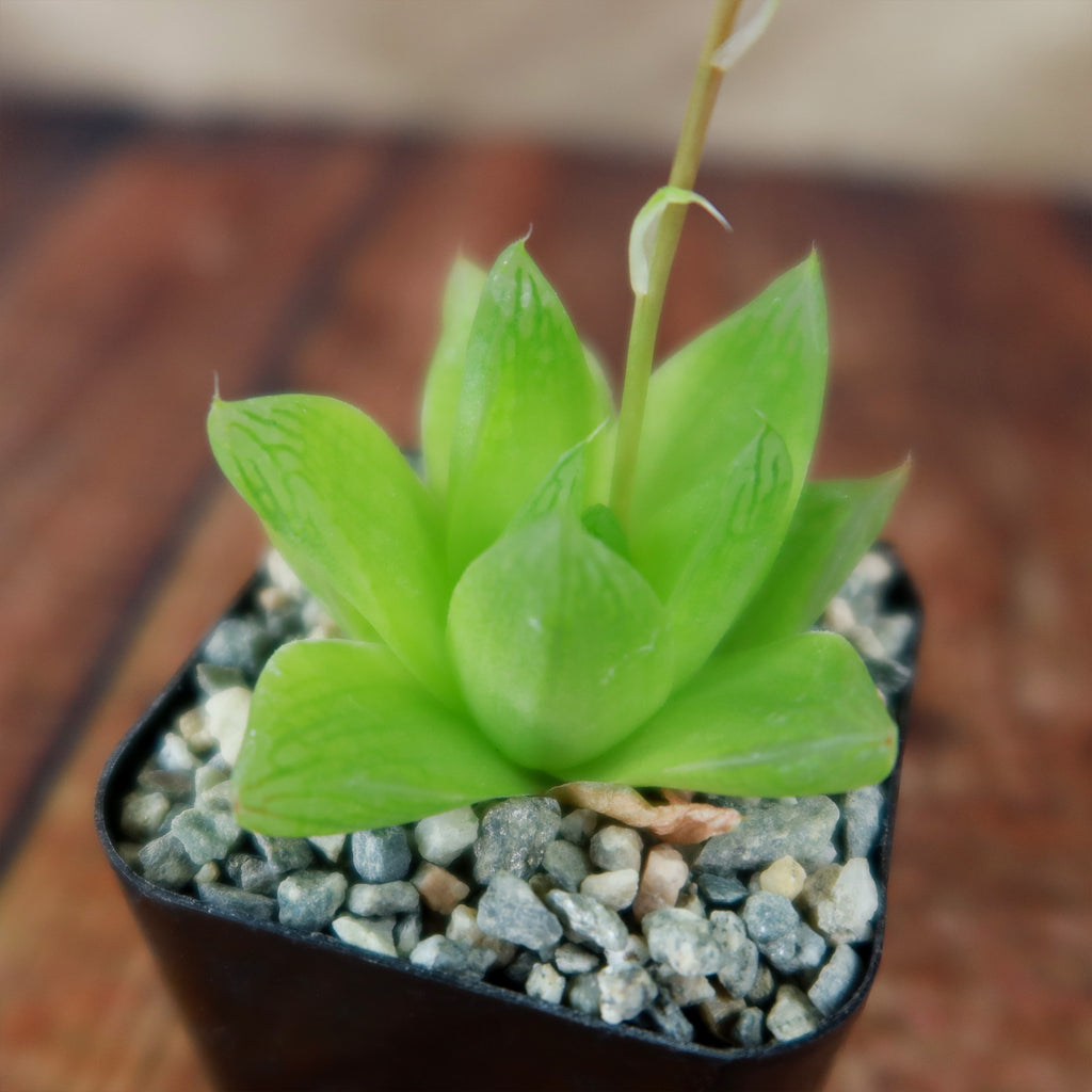 Haworthia planifolia
