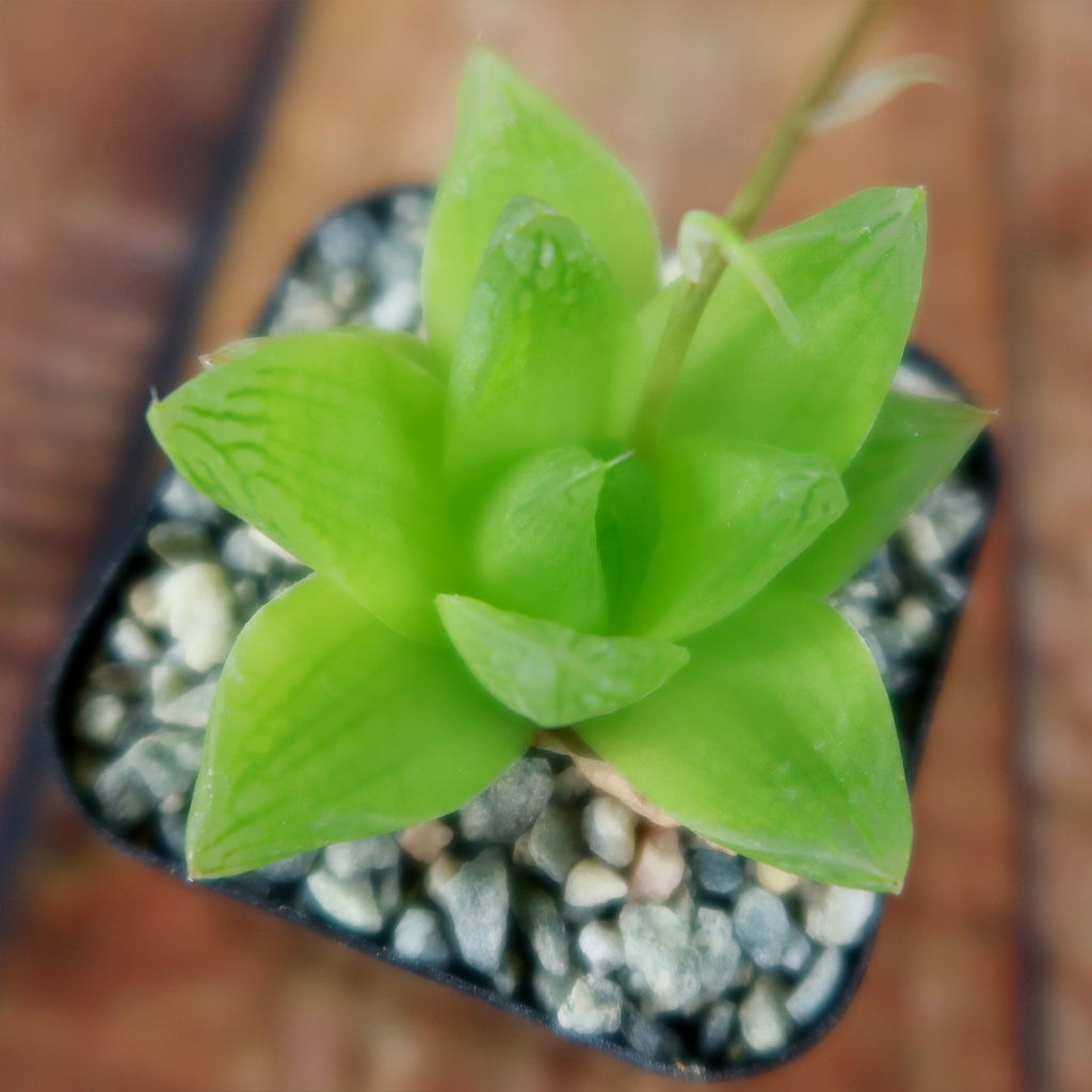 Haworthia planifolia