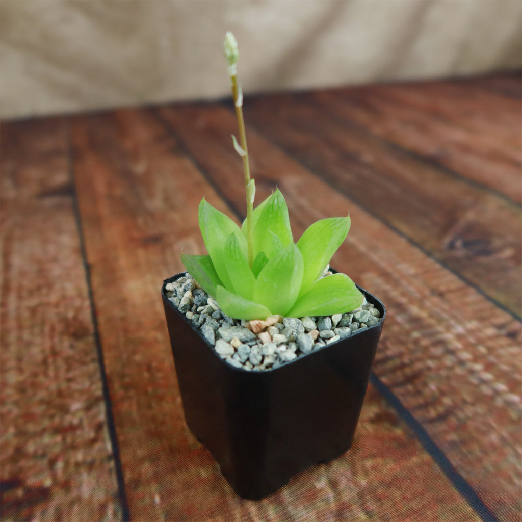 Haworthia planifolia
