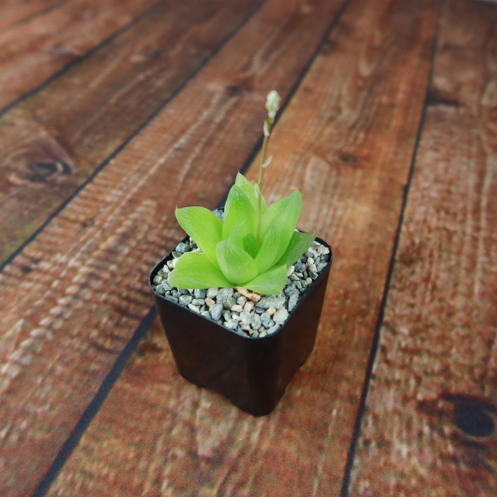 Haworthia planifolia