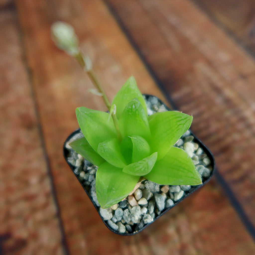 Haworthia planifolia