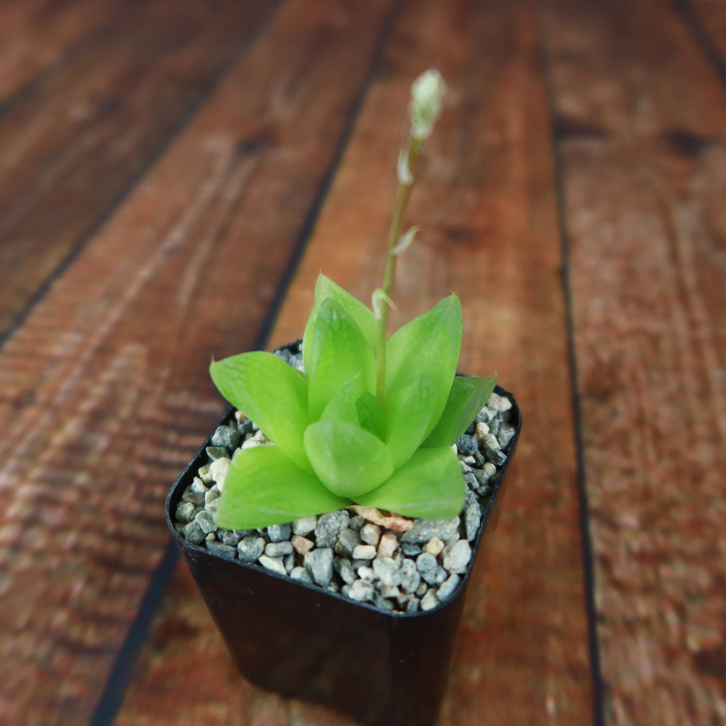 Haworthia planifolia