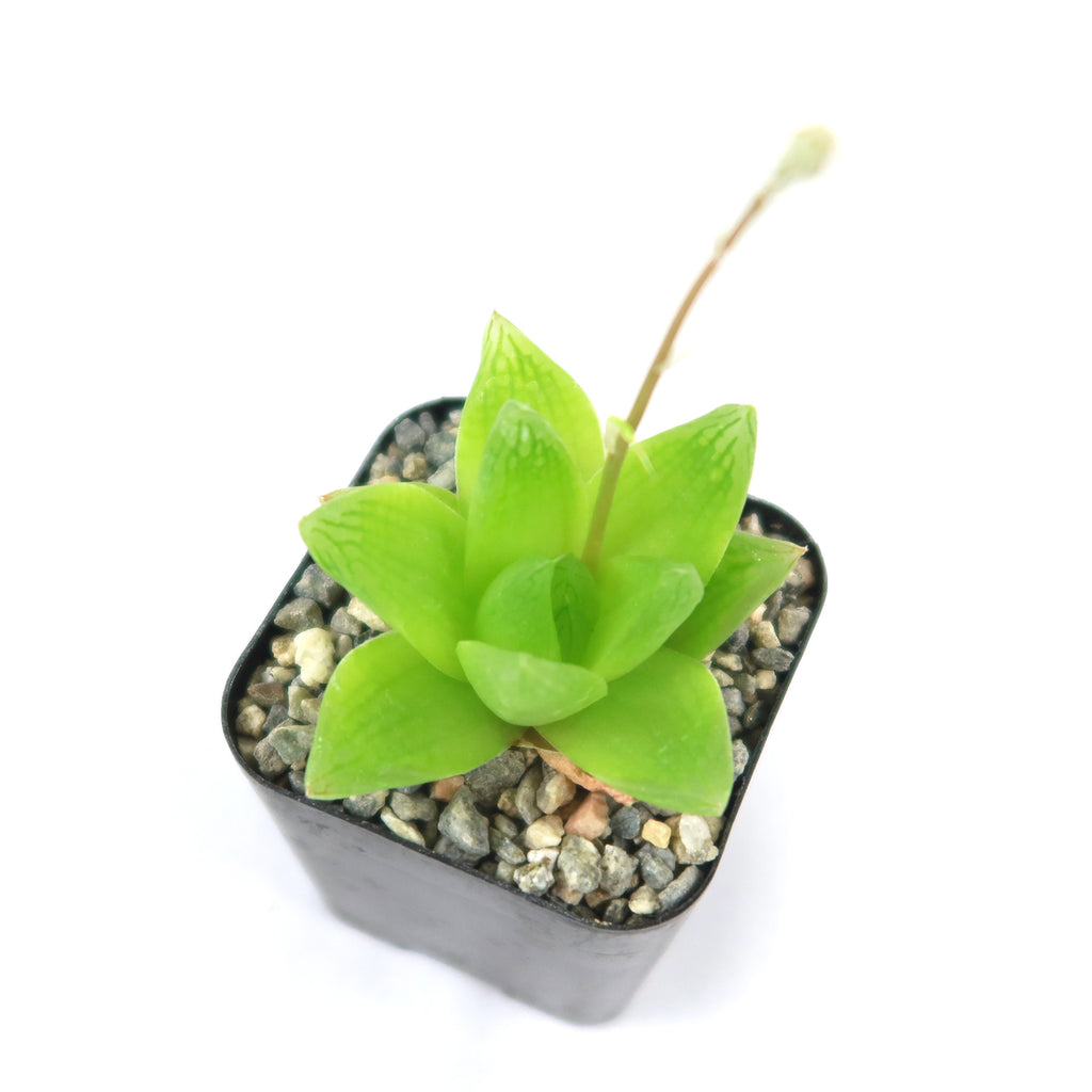 Haworthia planifolia