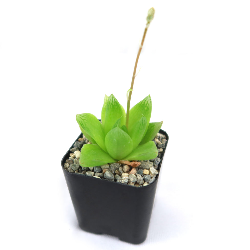 Haworthia planifolia