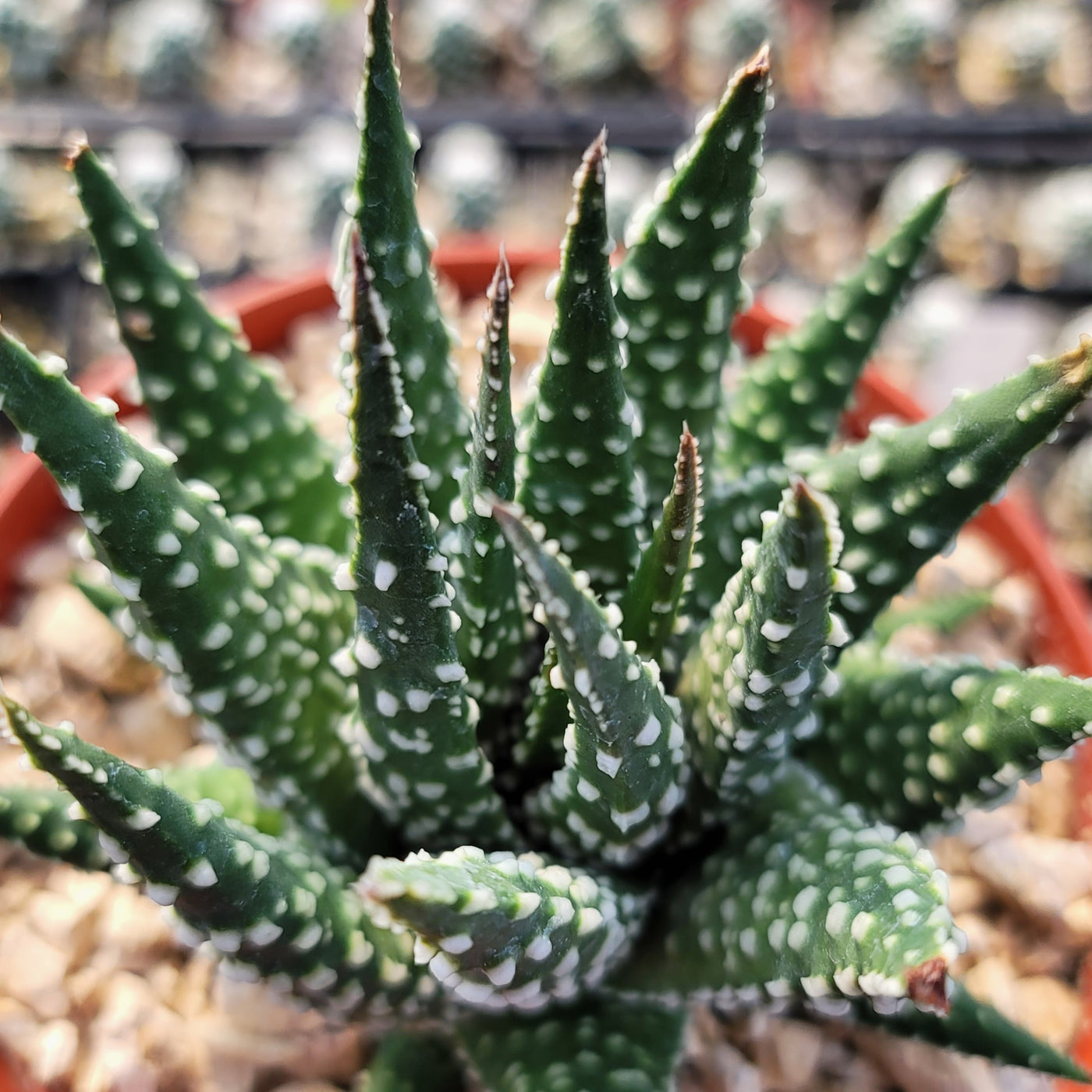 succulent with white bumps Haworthia pumila