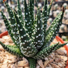 Haworthia pumila