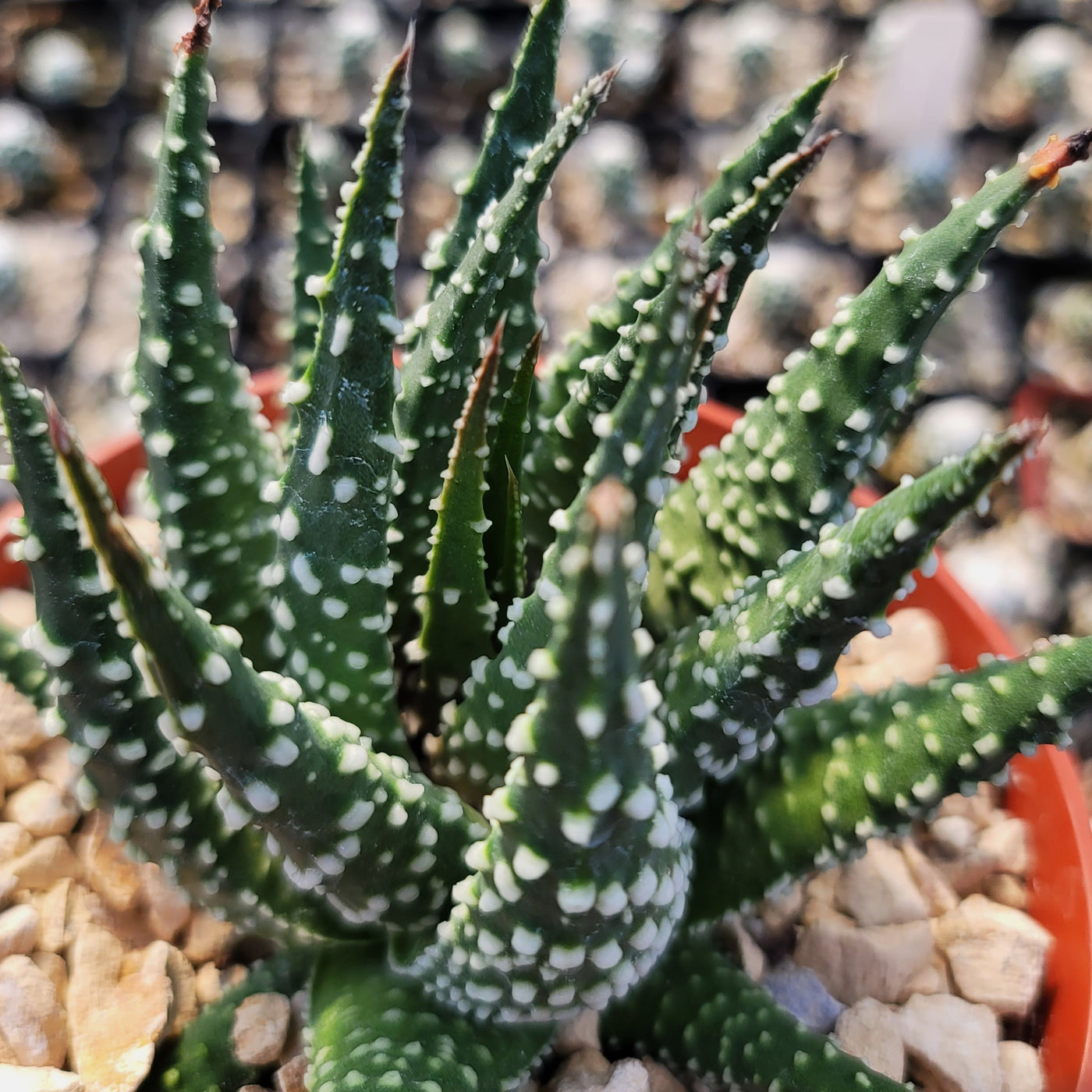 spiky succulent with white dots Haworthia pumila