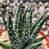 Haworthia pumila