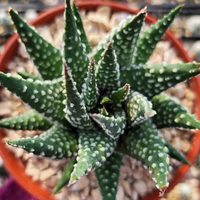 white spotted succulent Haworthia pumila