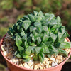 Haworthia retusa