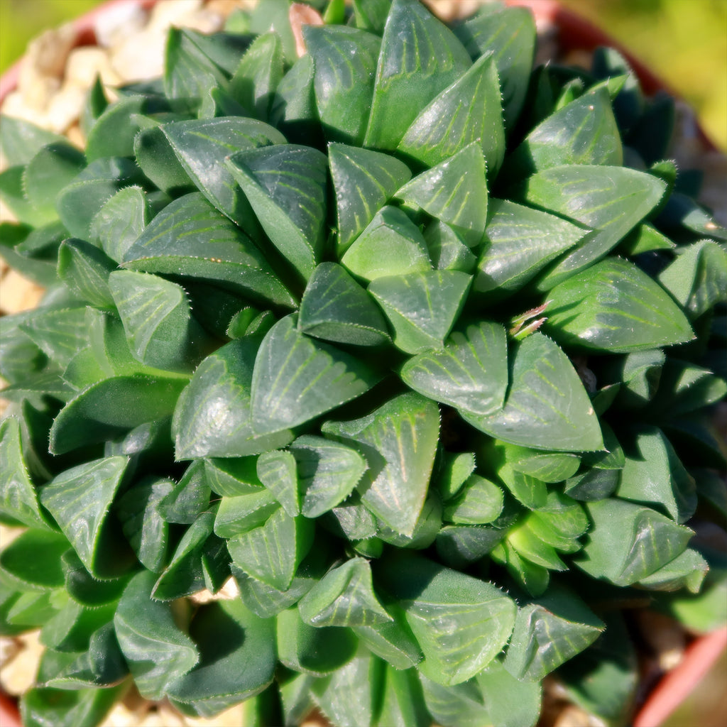 Haworthia retusa