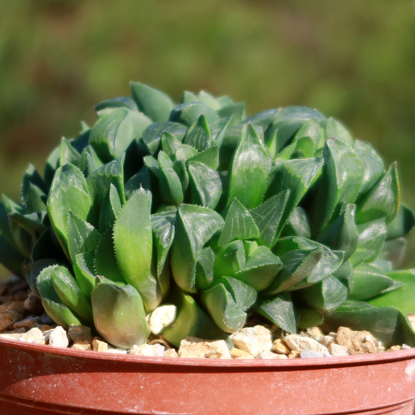 succulent triangle Climbing Aloe | Succulent for Indoors