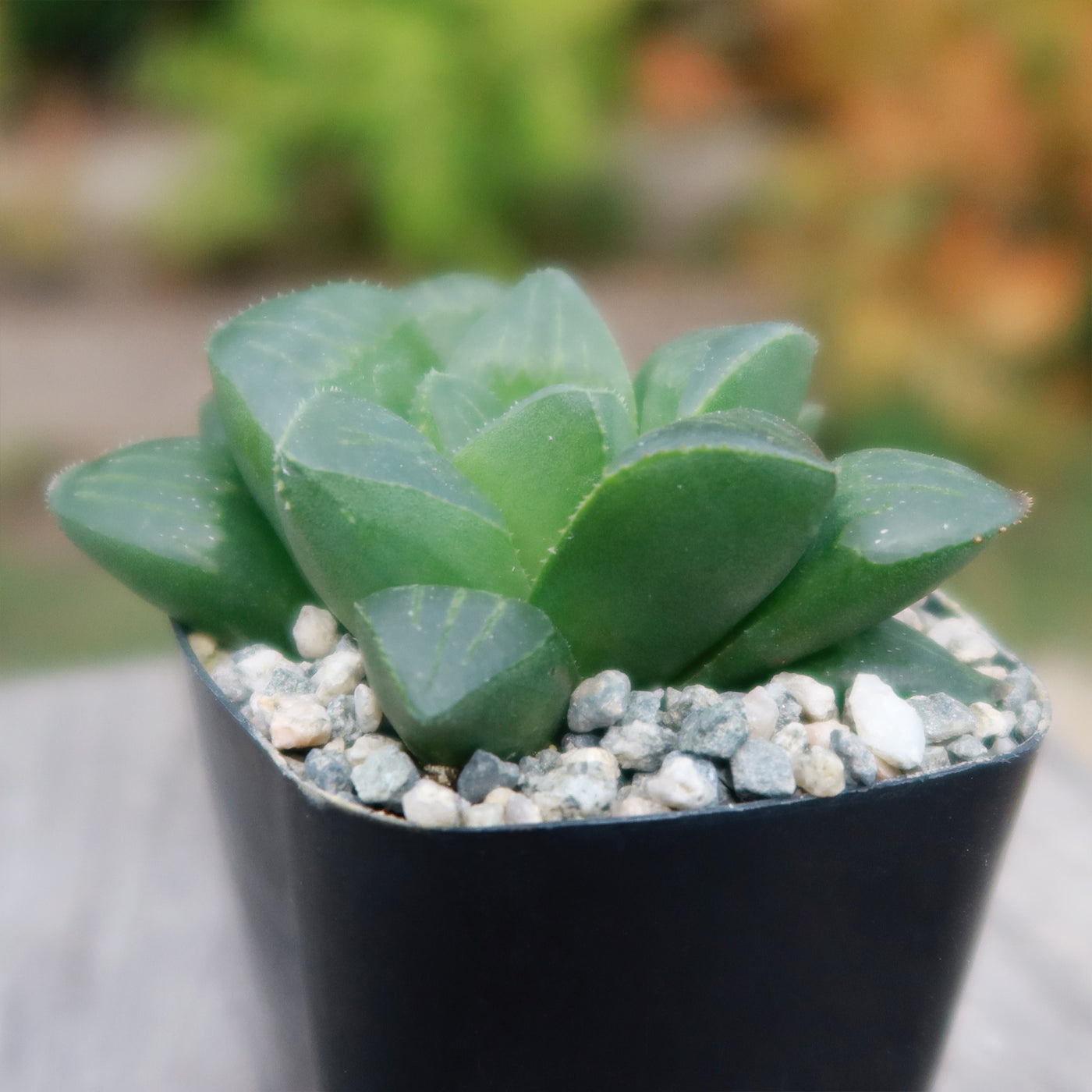 haworthia retusa succulent Climbing Aloe | Succulent for Indoors