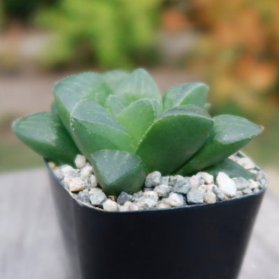 Haworthia retusa