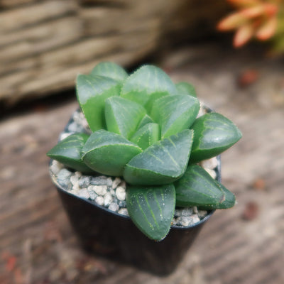 succulent thick green leaves Haworthia retusa 4" Pot
