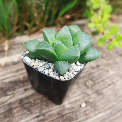 Haworthia retusa