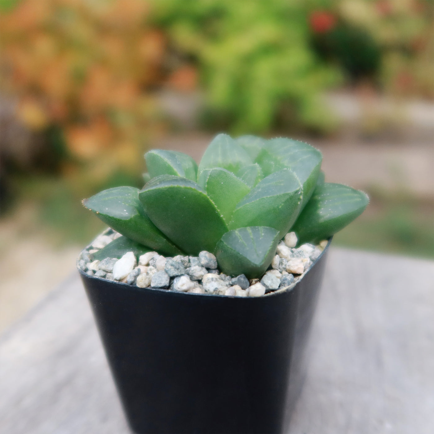 Haworthia retusa