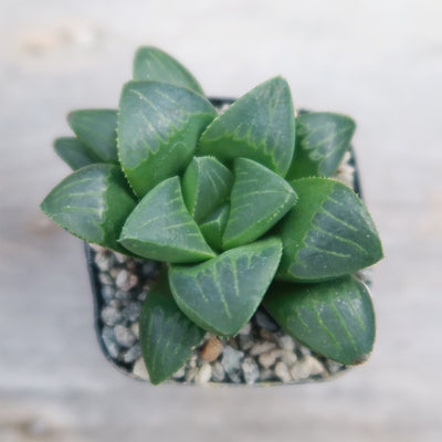 Haworthia retusa