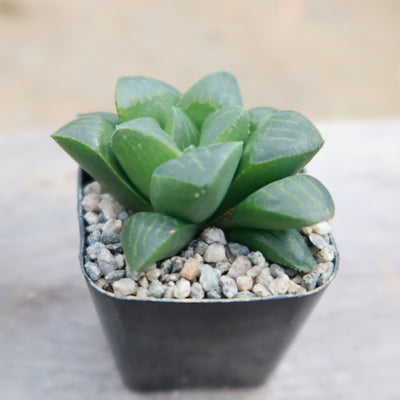 Haworthia retusa