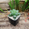 Haworthia retusa