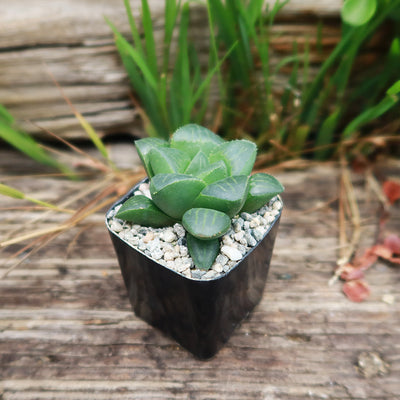 Haworthia retusa