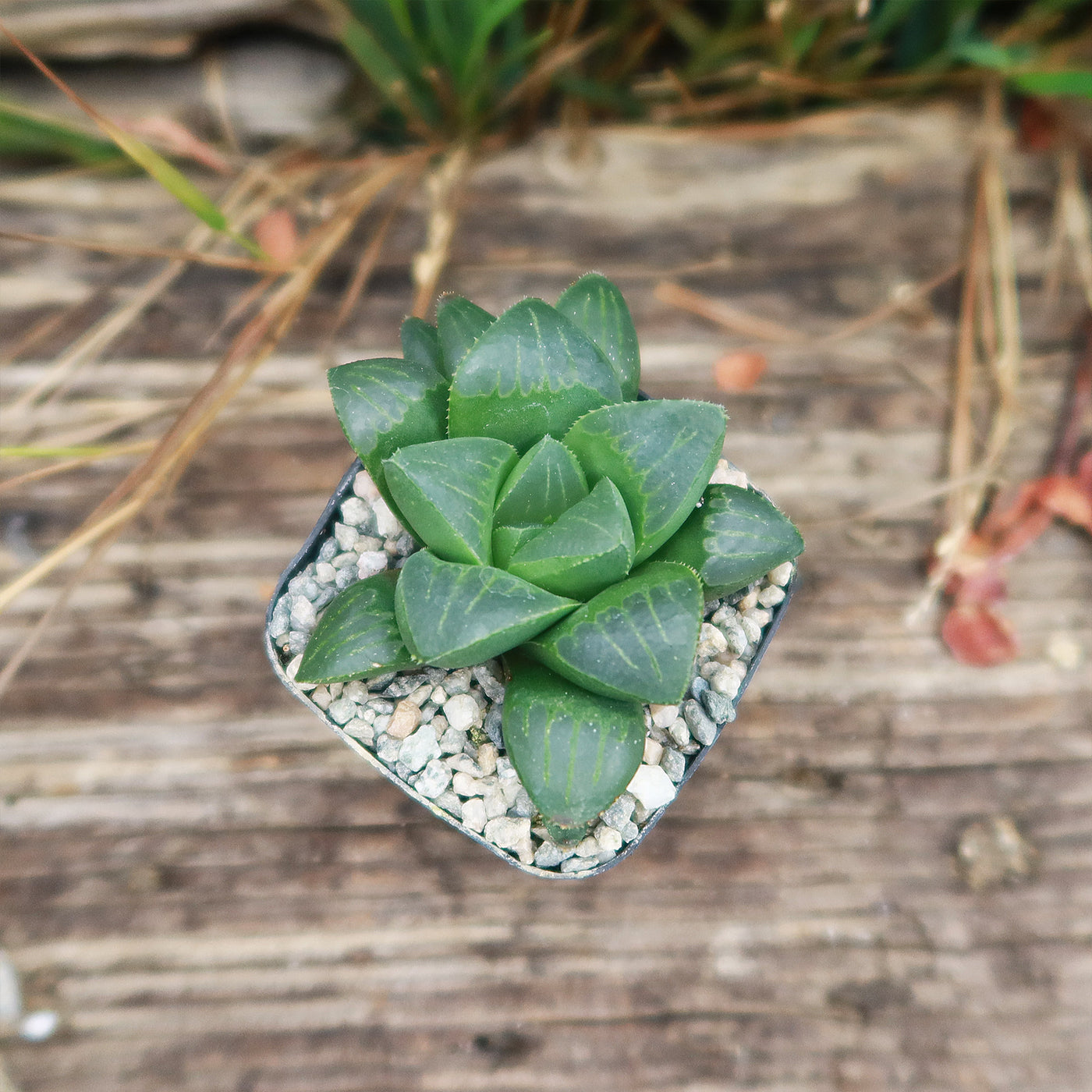 Haworthia retusa