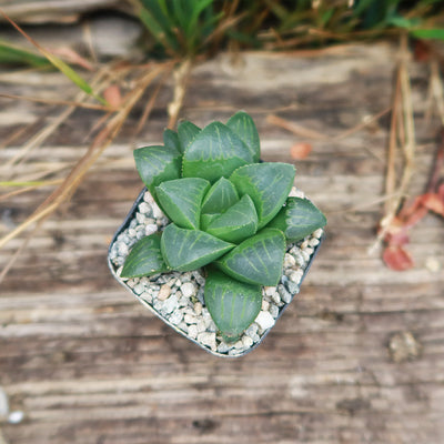 Haworthia retusa