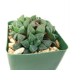 Haworthia retusa