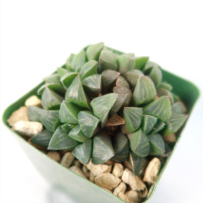 Haworthia retusa