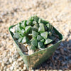 Haworthia retusa