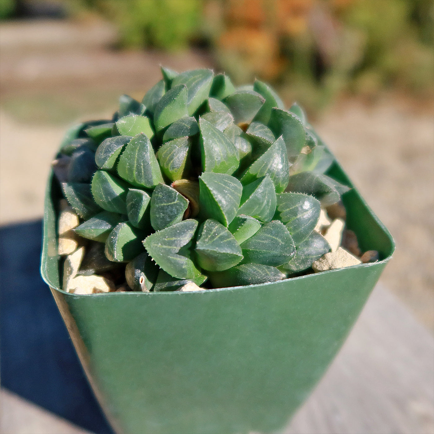 succulent dark green pointed leaves Climbing Aloe | Succulent for Indoors