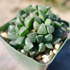 Haworthia retusa