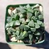 Haworthia retusa