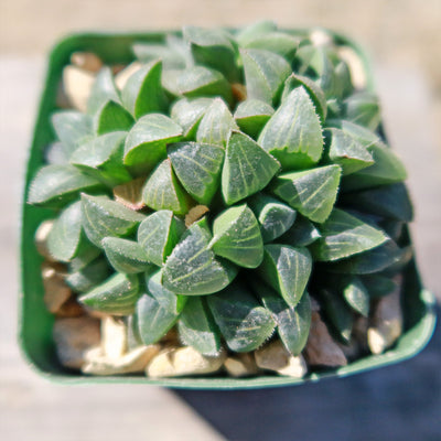 Haworthia retusa