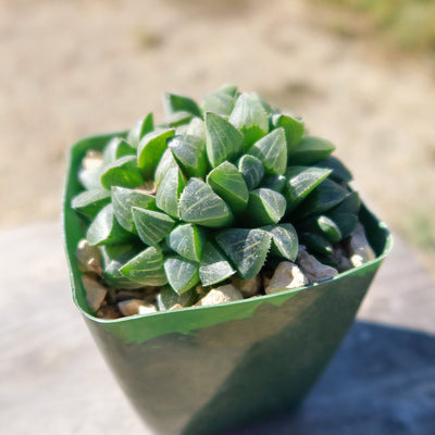 Haworthia retusa