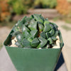 Haworthia retusa