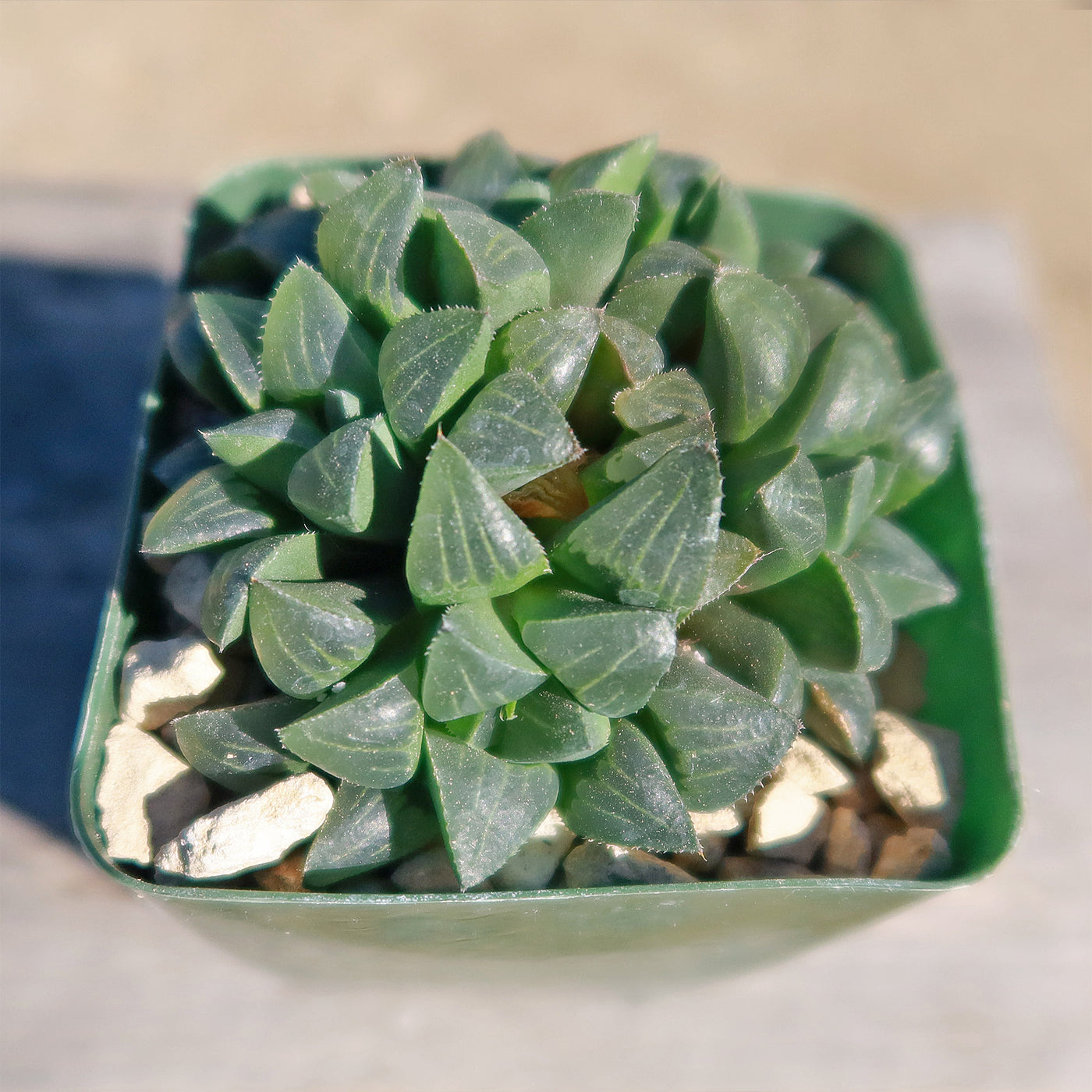 Haworthia retusa